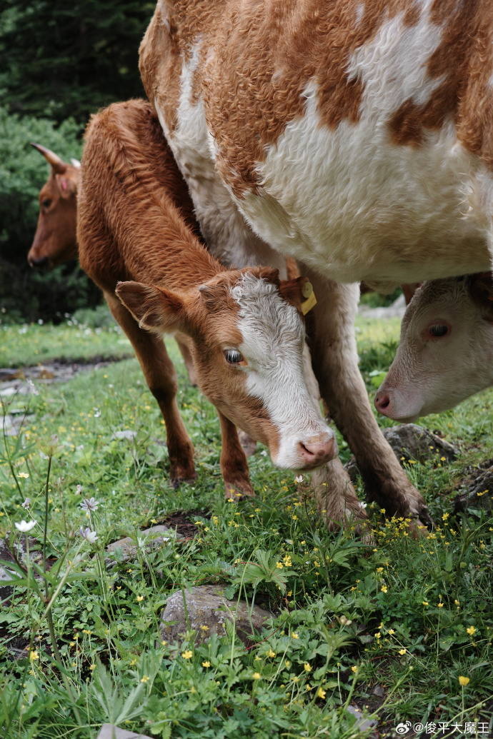 ﻿牛牛影视亚洲AV成人片,国内成人毛片免费观看,国产成人芊芊视频无码_内蒙古乌海招聘网